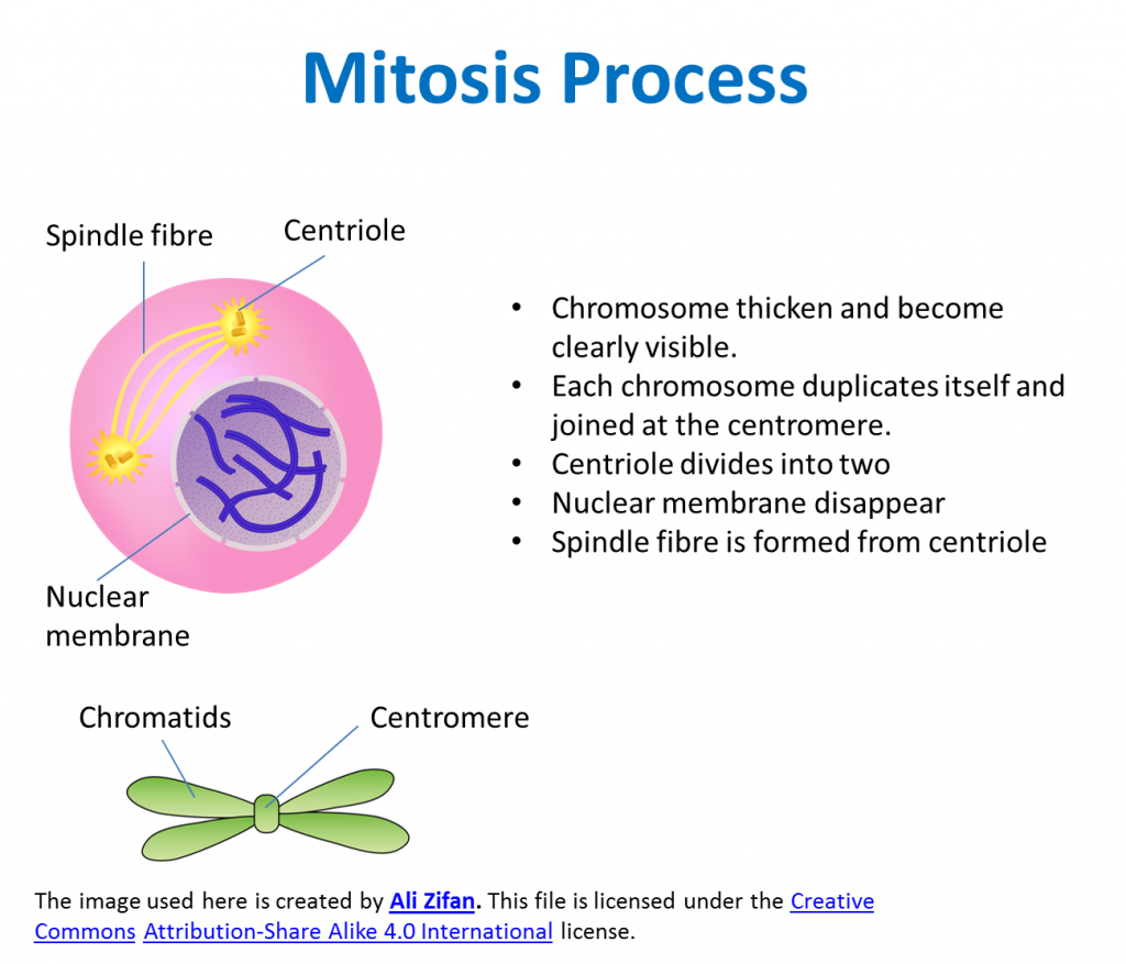 3 1 2 Types Of Cell Division SPM Science