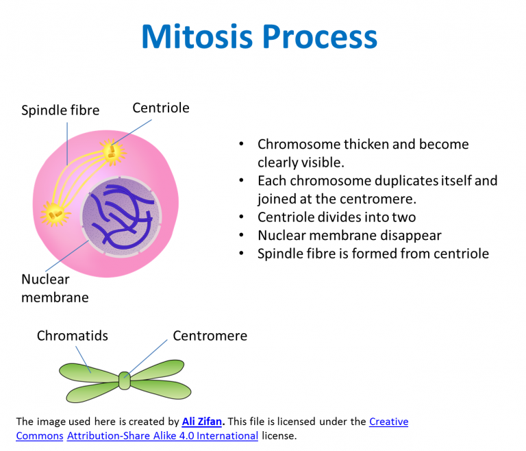 3.1.2 Types of Cell Division SPM Science
