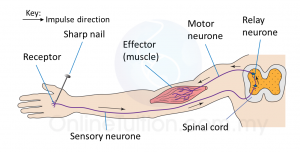 2.3 Nervous Coordination - SPM Science