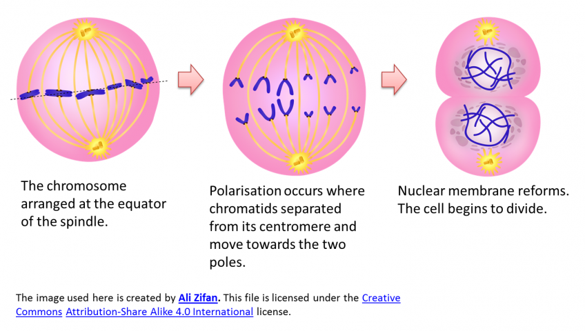 3.1.2 Types of Cell Division - SPM Science