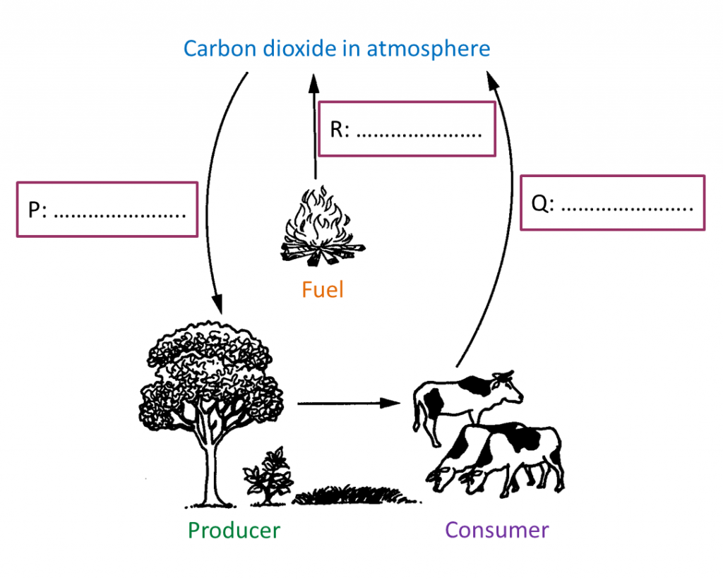 3.4.1 Balance in Nature (Structured Questions) SPM Science
