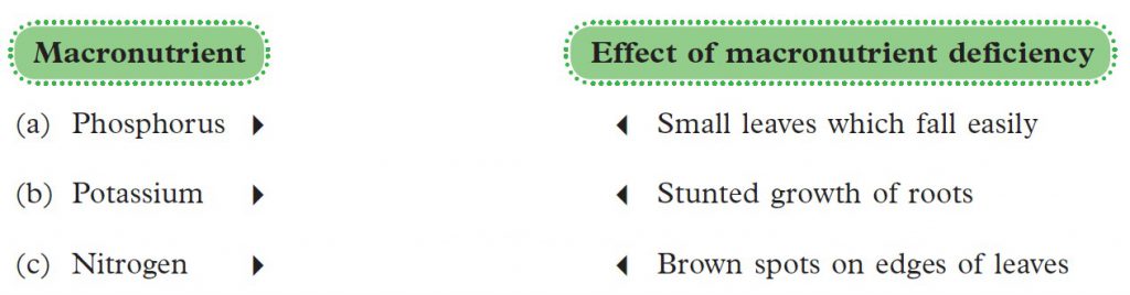 science-form-2-science-is-awesome-biodiversity-classification-of-plants